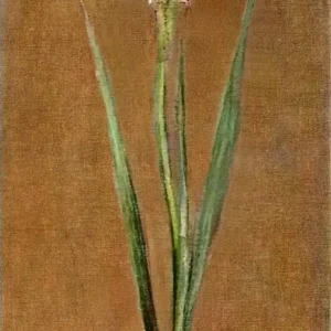 Gladiolus 1881