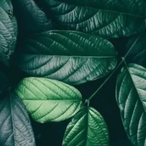 Tropical Leaf Wall Art Print on Canvas