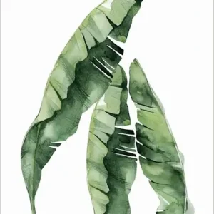 Tropical Plants - Banana Leafs