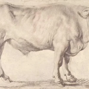 Bull